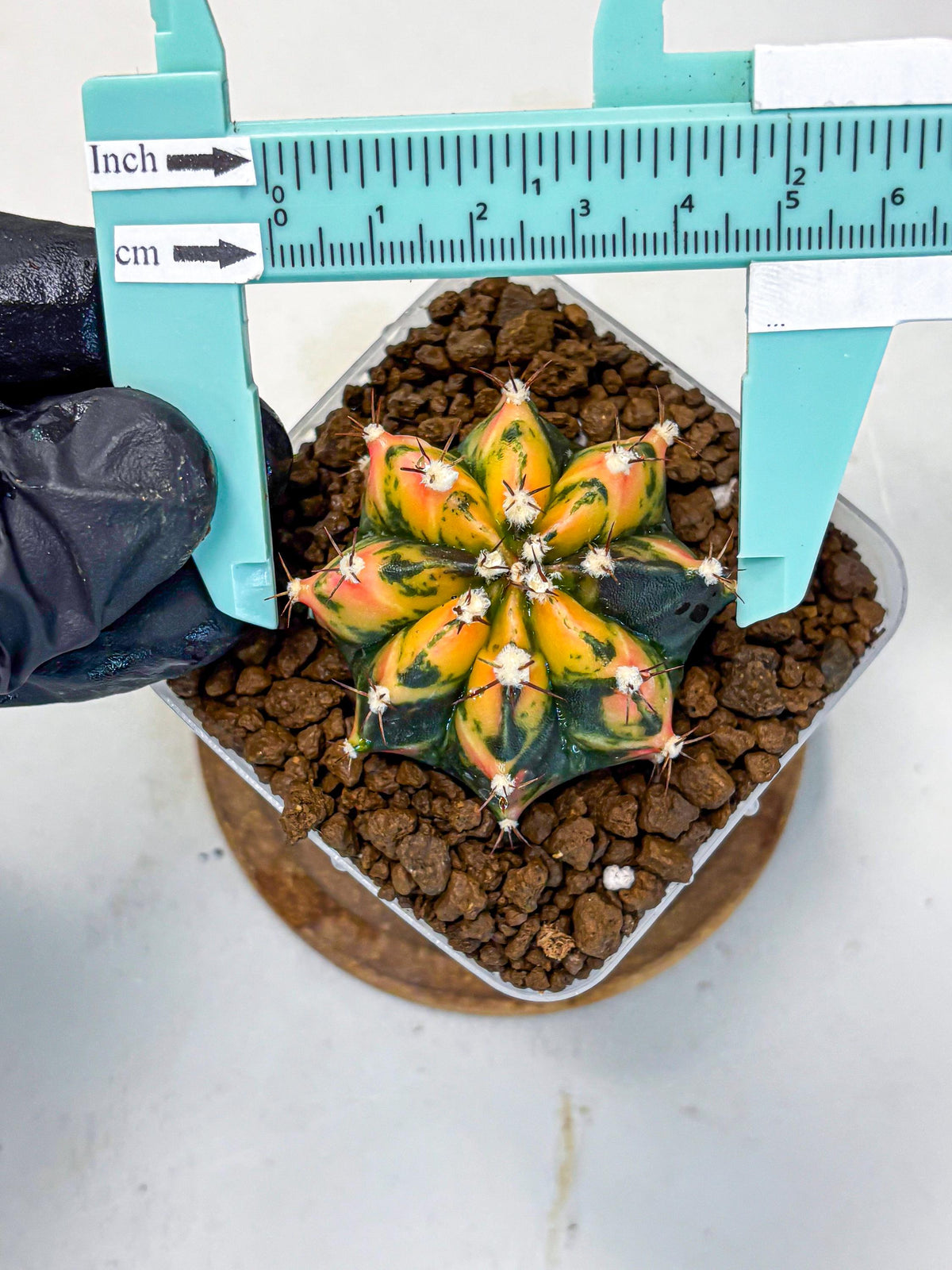 Gymnocalycium Honey Orange (gy7) (b2) | Rare Hybrid cactus