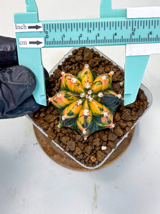 Gymnocalycium Honey Orange (gy7) (b2) | Rare Hybrid cactus