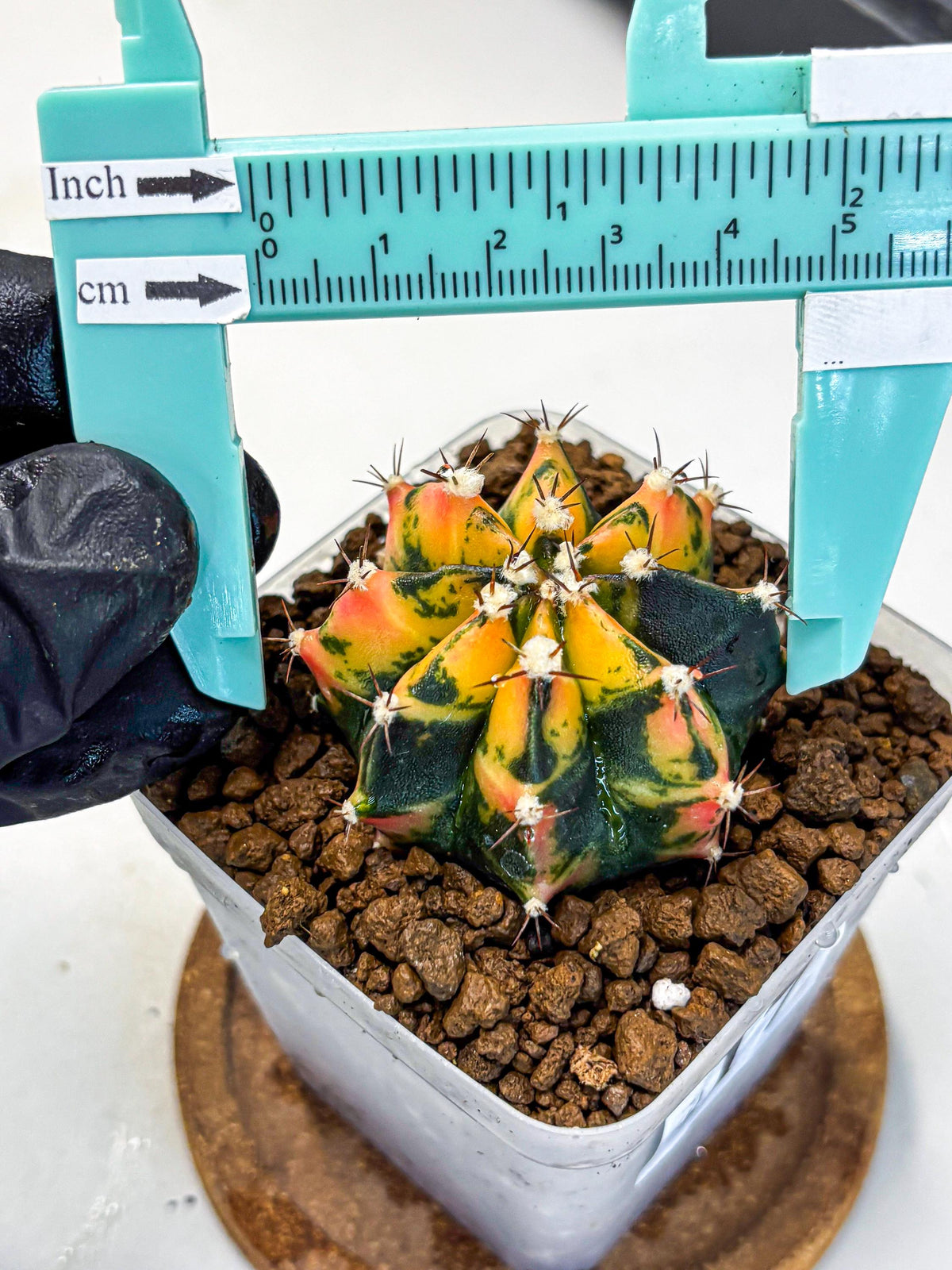 Gymnocalycium Honey Orange (gy7) (b2) | Rare Hybrid cactus