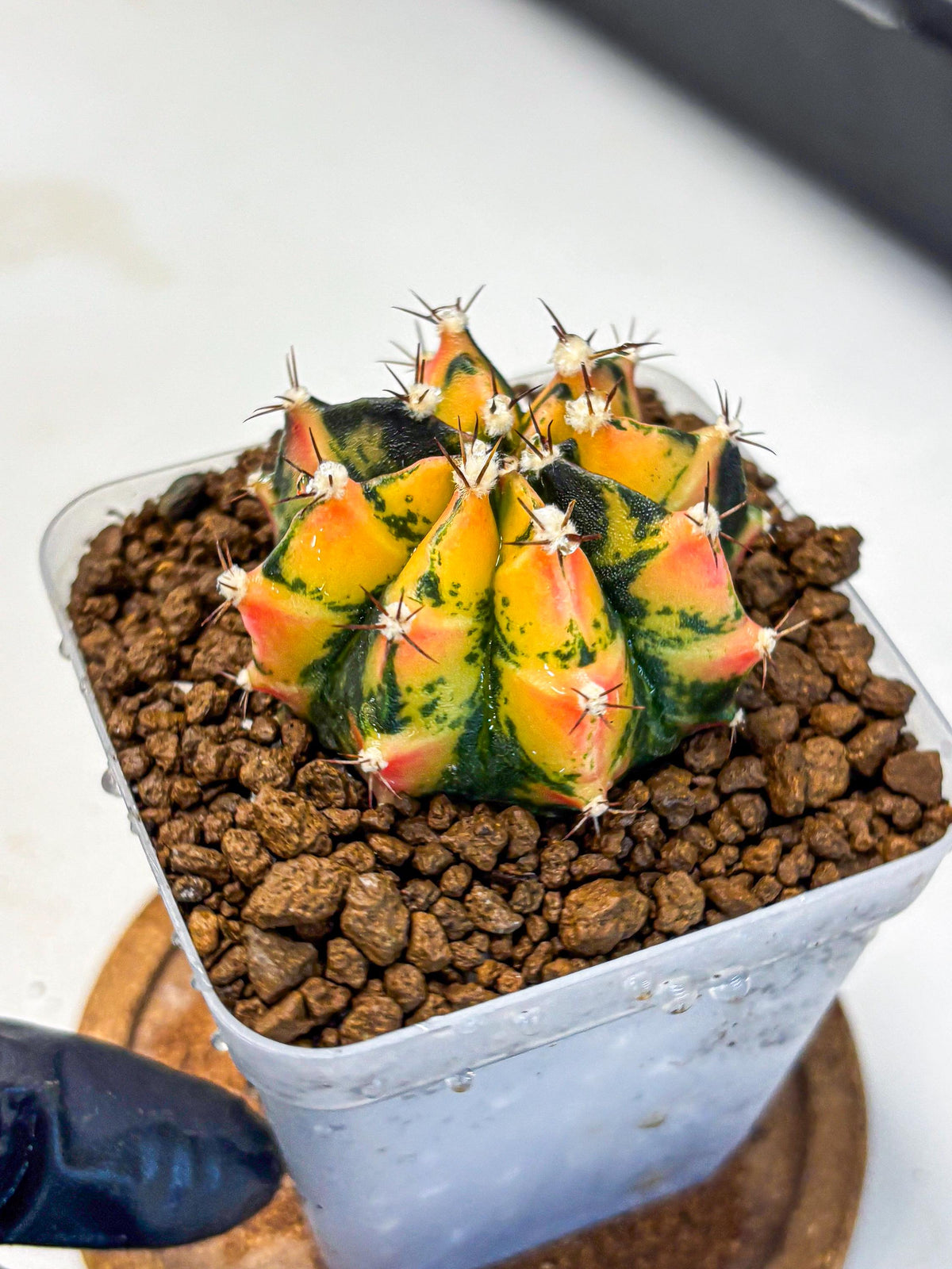 Gymnocalycium Honey Orange (gy7) (b2) | Rare Hybrid cactus