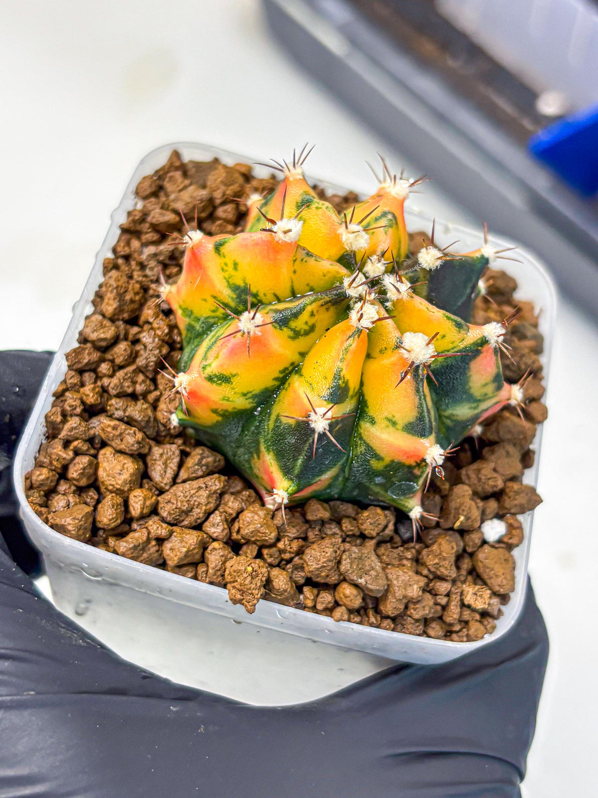 Gymnocalycium Honey Orange (gy7) (b2) | Rare Hybrid cactus