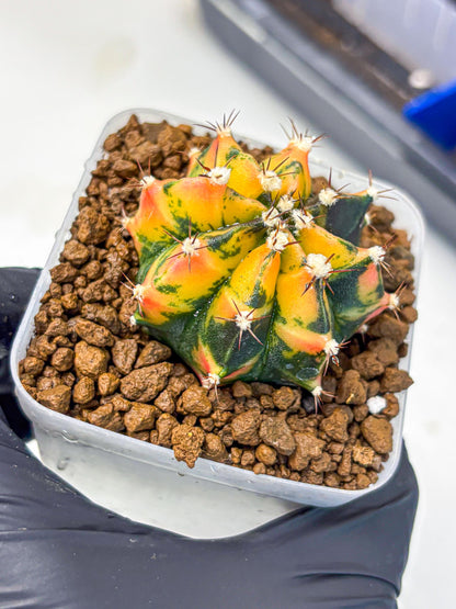 Gymnocalycium Honey Orange (gy7) (b2) | Rare Hybrid cactus