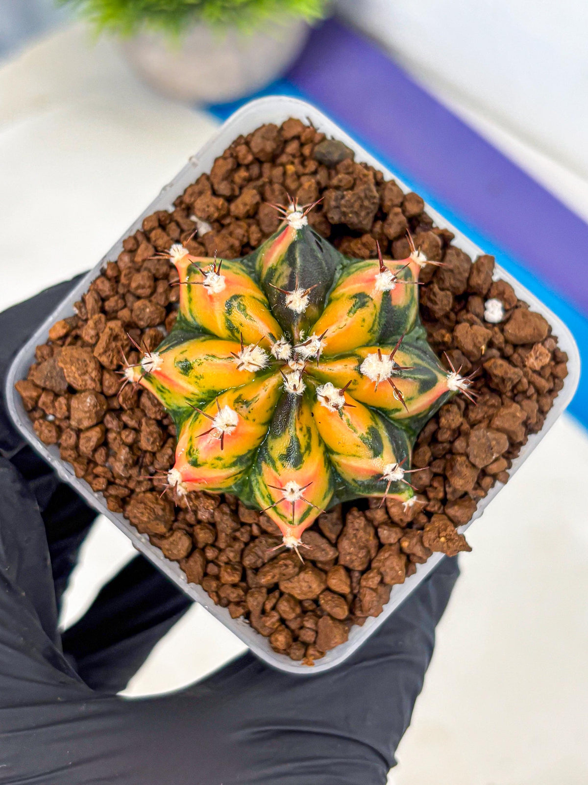 Gymnocalycium Honey Orange (gy7) (b2) | Rare Hybrid cactus