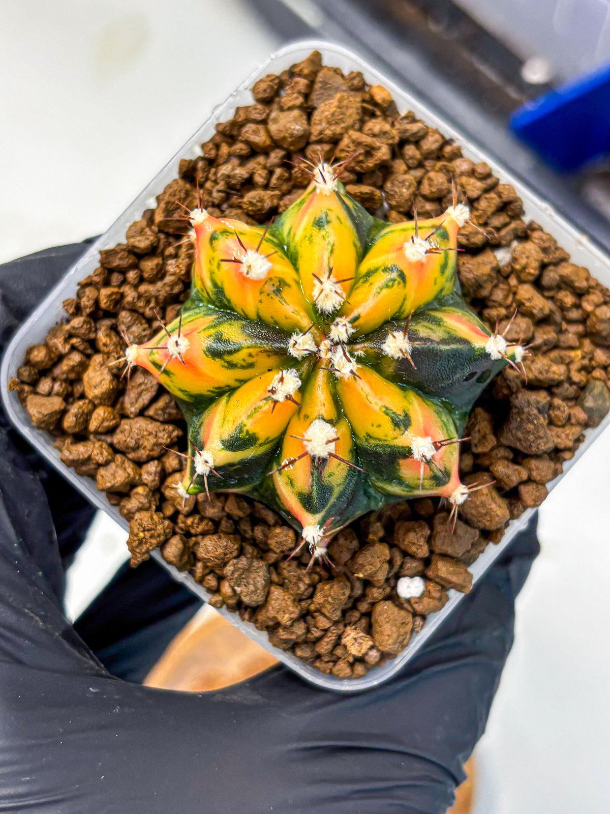 Gymnocalycium Honey Orange (gy7) (b2) | Rare Hybrid cactus