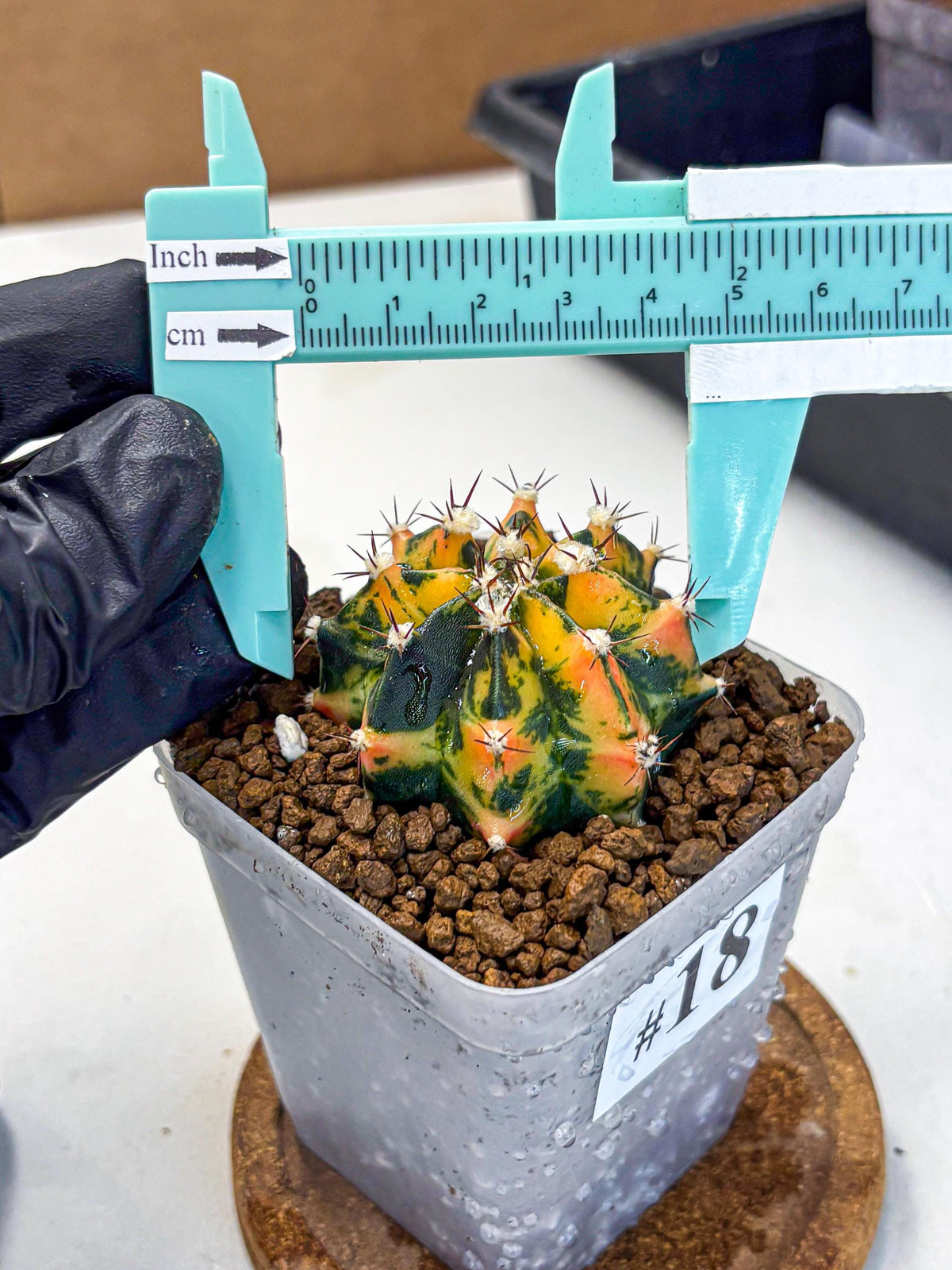 Gymnocalycium Honey Orange (gy7) (b3) | Rare Hybrid cactus
