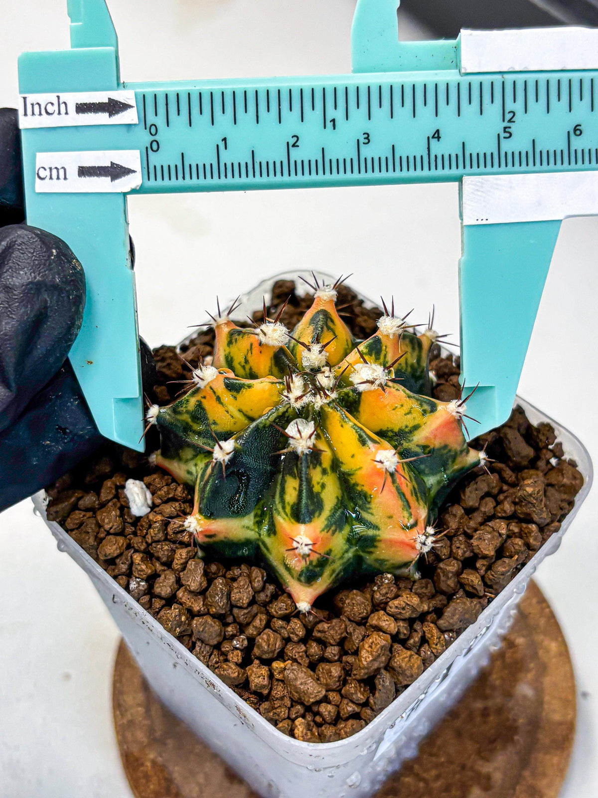 Gymnocalycium Honey Orange (gy7) (b3) | Rare Hybrid cactus