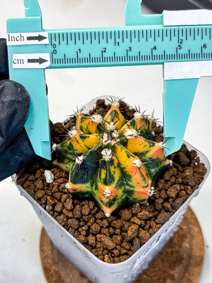 Gymnocalycium Honey Orange (gy7) (b3) | Rare Hybrid cactus