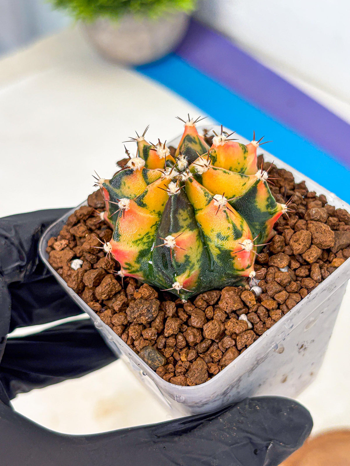 Gymnocalycium Honey Orange (gy7) (b2) | Rare Hybrid cactus
