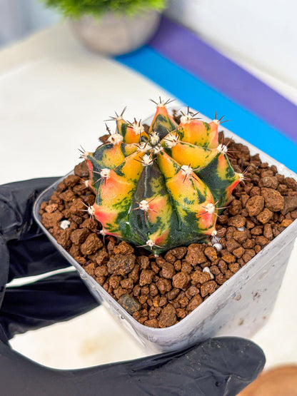 Gymnocalycium Honey Orange (gy7) (b2) | Rare Hybrid cactus