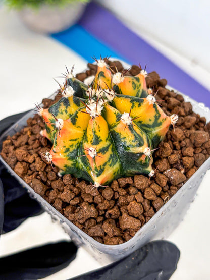 Gymnocalycium Honey Orange (gy7) (b3) | Rare Hybrid cactus
