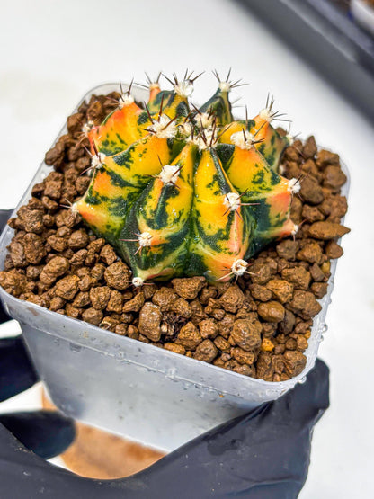 Gymnocalycium Honey Orange (gy7) (b3) | Rare Hybrid cactus