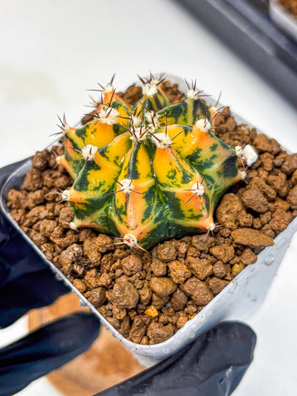 Gymnocalycium Honey Orange (gy7) (b3) | Rare Hybrid cactus