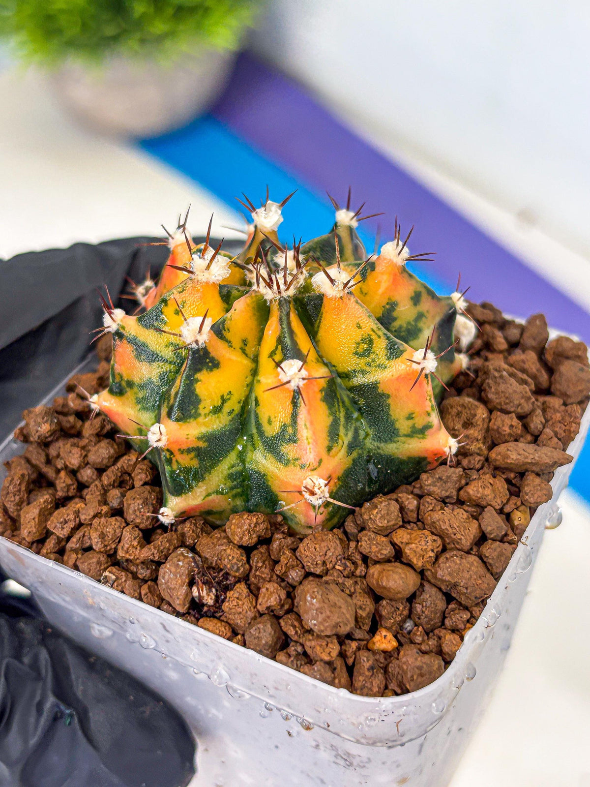 Gymnocalycium Honey Orange (gy7) (b3) | Rare Hybrid cactus