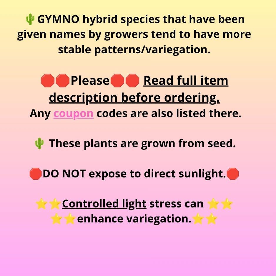 Gymnocalycium Sunflower (gy8) (r3) | Variegated cactus