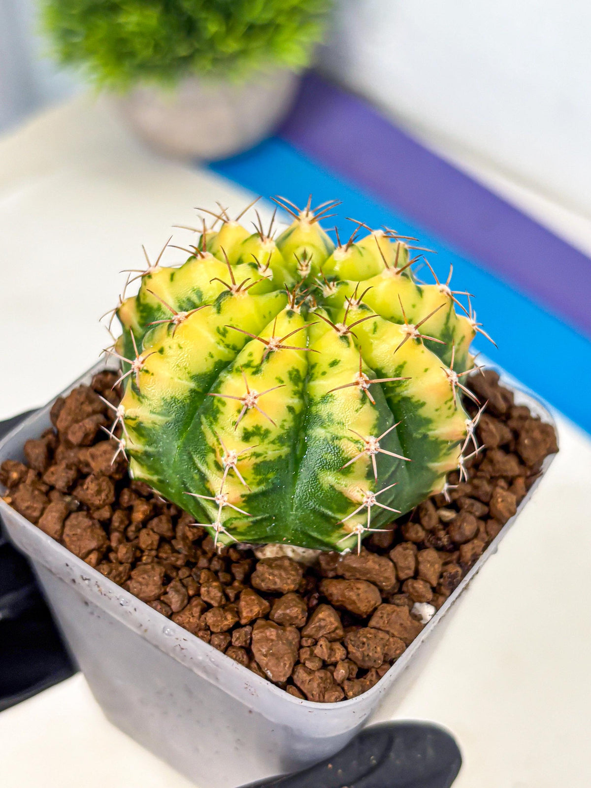 Gymnocalycium Sunflower (gy8) (r4) | Variegated cactus
