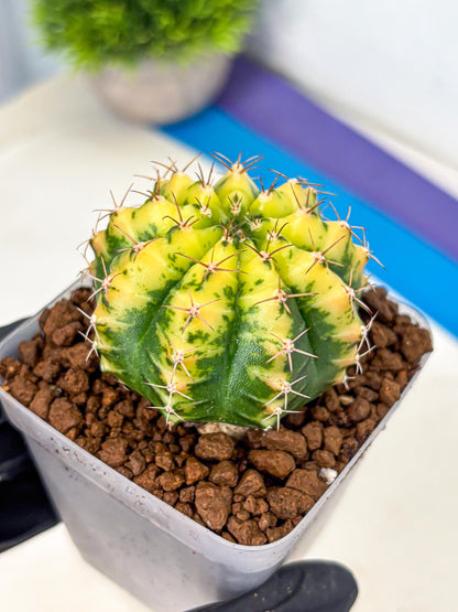Gymnocalycium Sunflower (gy8) (r4) | Variegated cactus