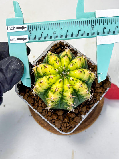 Gymnocalycium Sunflower (gy8) (r4) | Variegated cactus