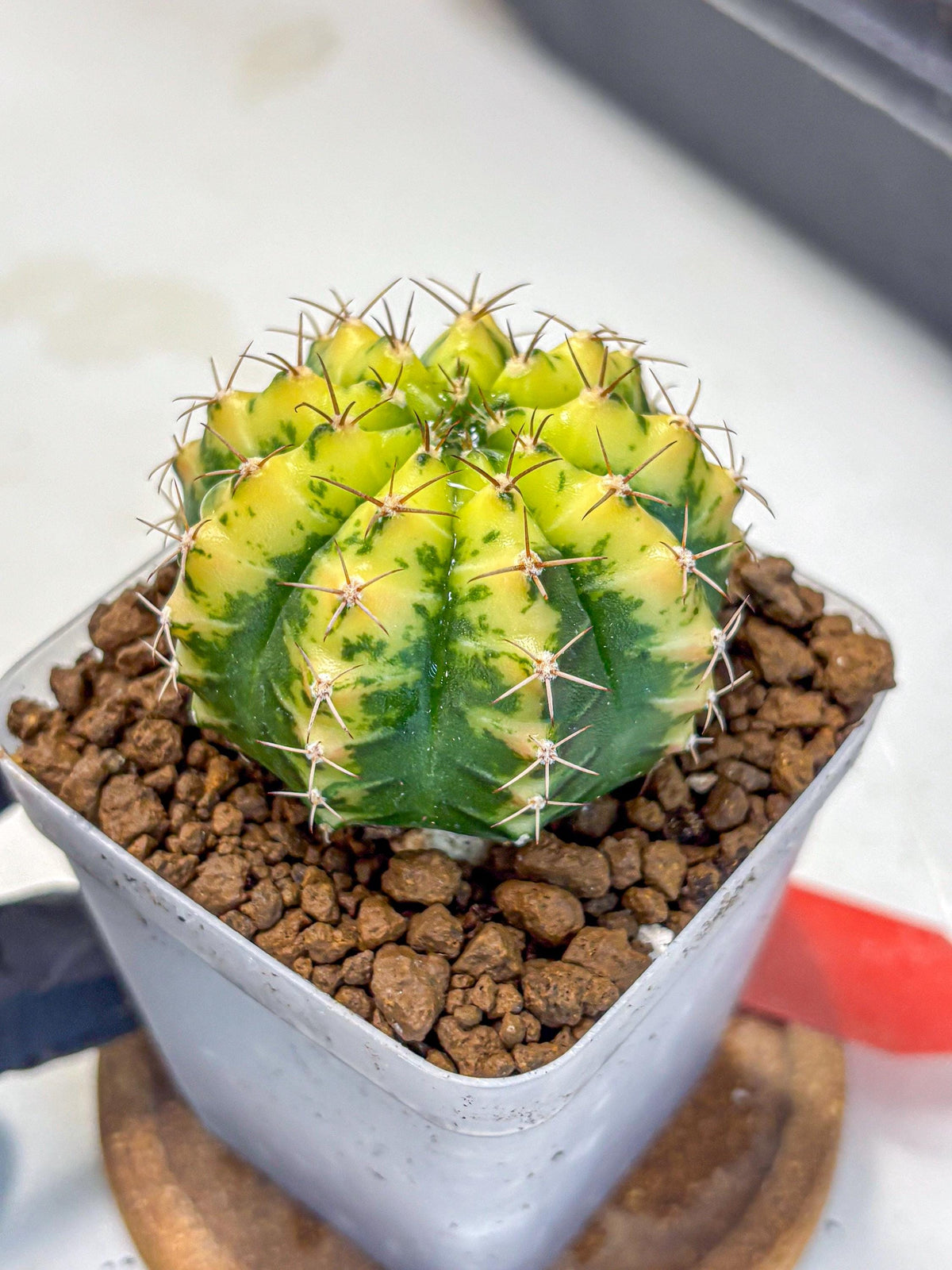 Gymnocalycium Sunflower (gy8) (r4) | Variegated cactus