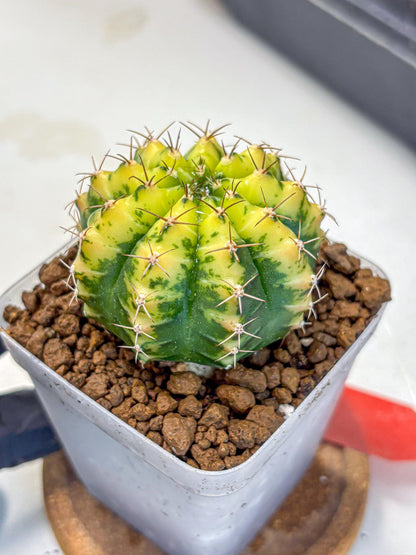 Gymnocalycium Sunflower (gy8) (r4) | Variegated cactus