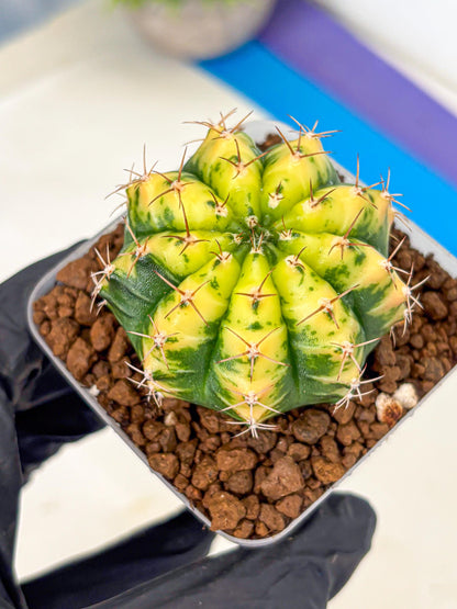 Gymnocalycium Sunflower (gy8) (r4) | Variegated cactus