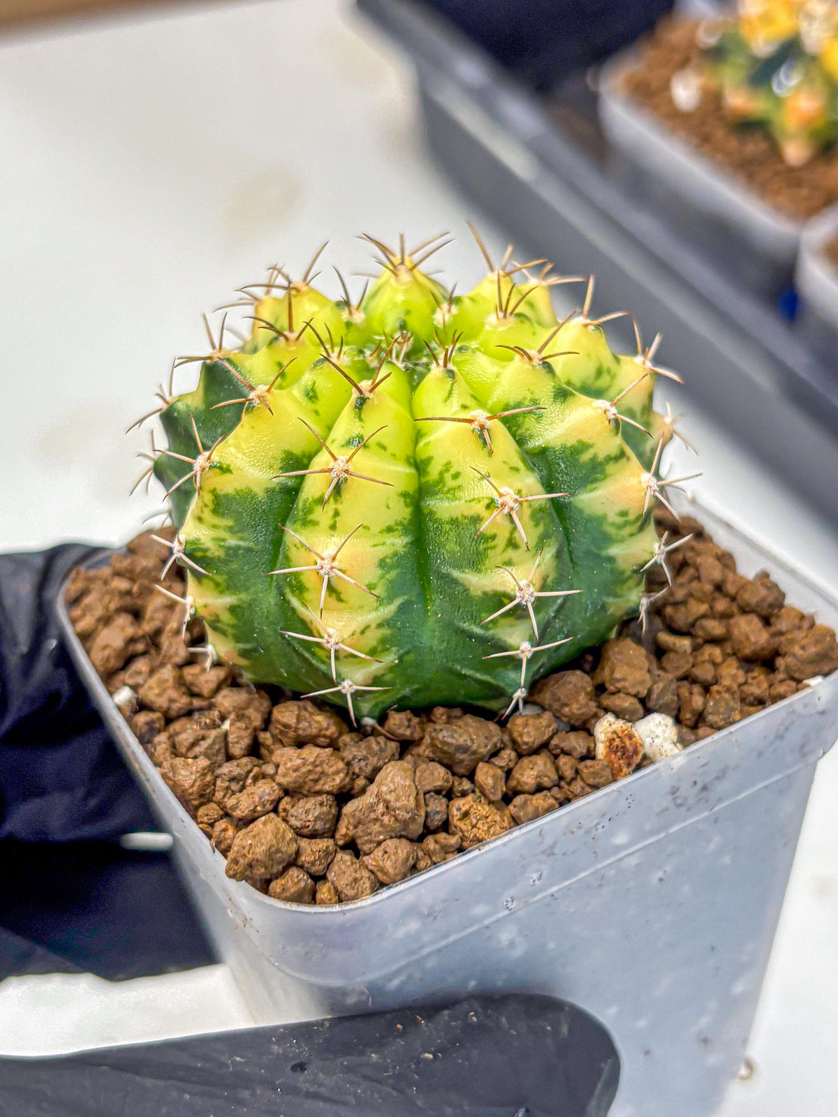 Gymnocalycium Sunflower (gy8) (r4) | Variegated cactus
