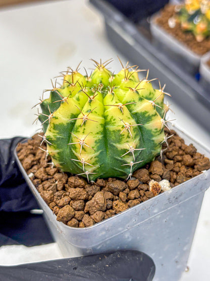 Gymnocalycium Sunflower (gy8) (r4) | Variegated cactus