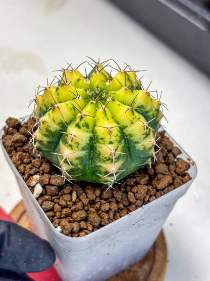 Gymnocalycium Sunflower (gy8) (r4) | Variegated cactus