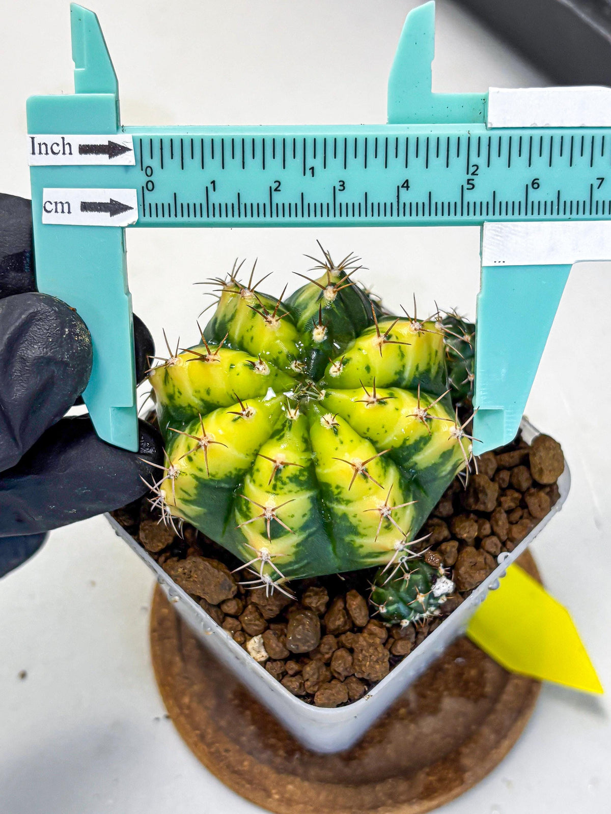 Gymnocalycium Sunflower (gy8) (r3) | Variegated cactus
