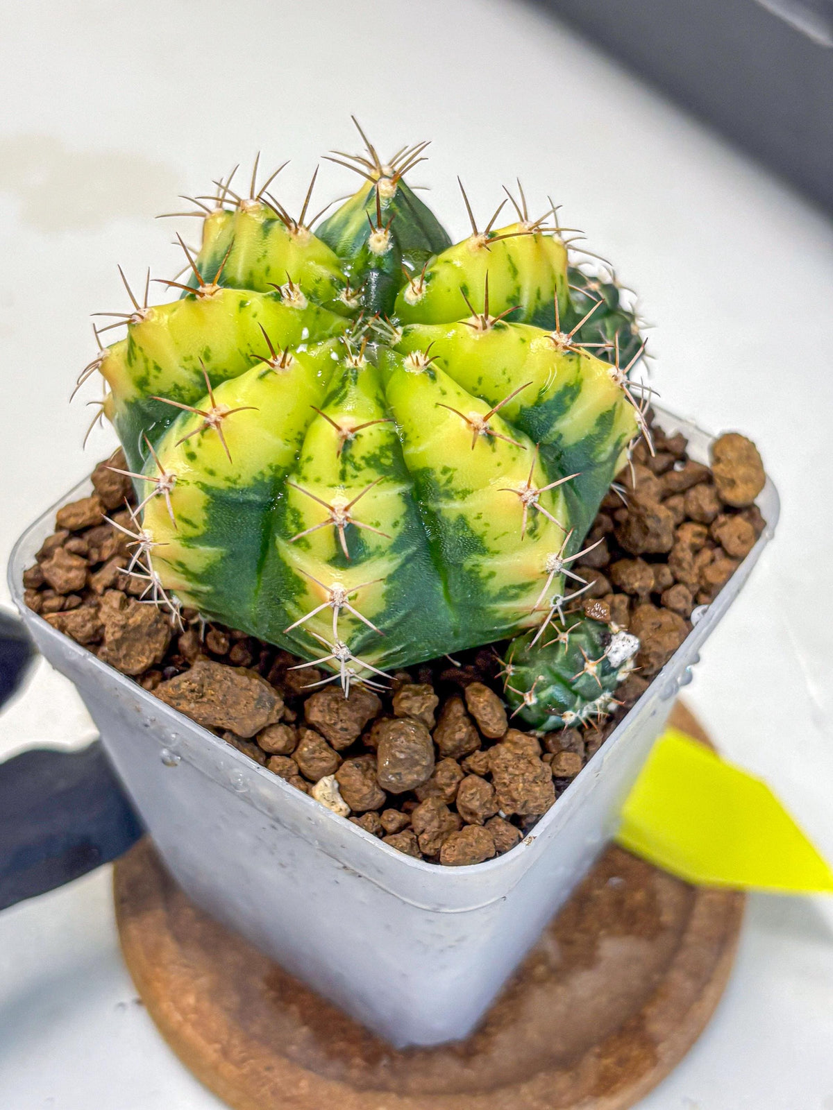 Gymnocalycium Sunflower (gy8) (r3) | Variegated cactus