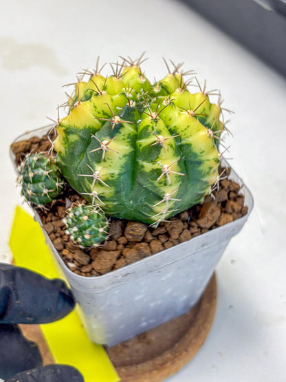 Gymnocalycium Sunflower (gy8) (r3) | Variegated cactus