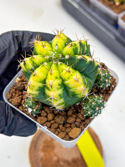Gymnocalycium Sunflower (gy8) (r3) | Variegated cactus