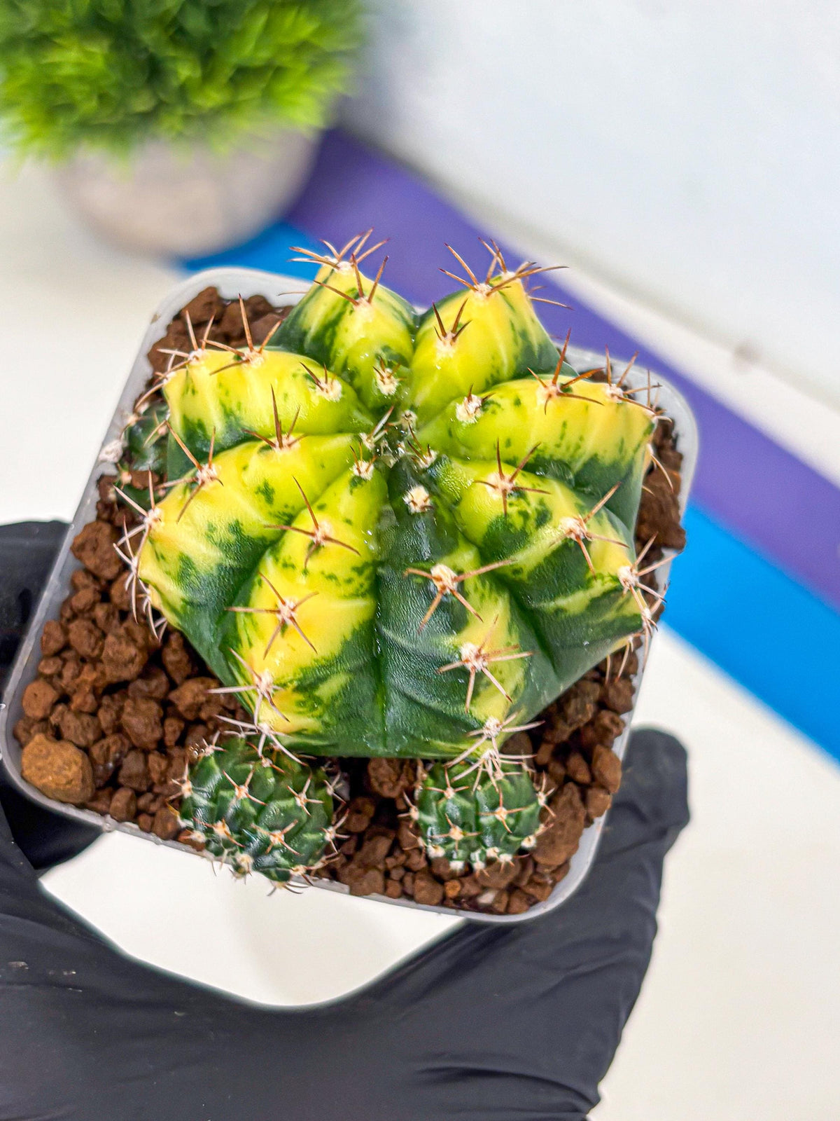 Gymnocalycium Sunflower (gy8) (r3) | Variegated cactus