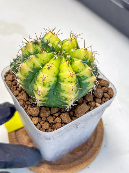 Gymnocalycium Sunflower (gy8) (r3) | Variegated cactus