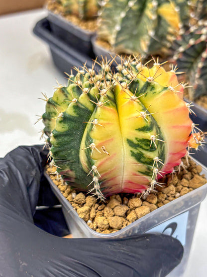 Gymnocalycium Mihanovichii (gy15) (2) | rare cactus Plants