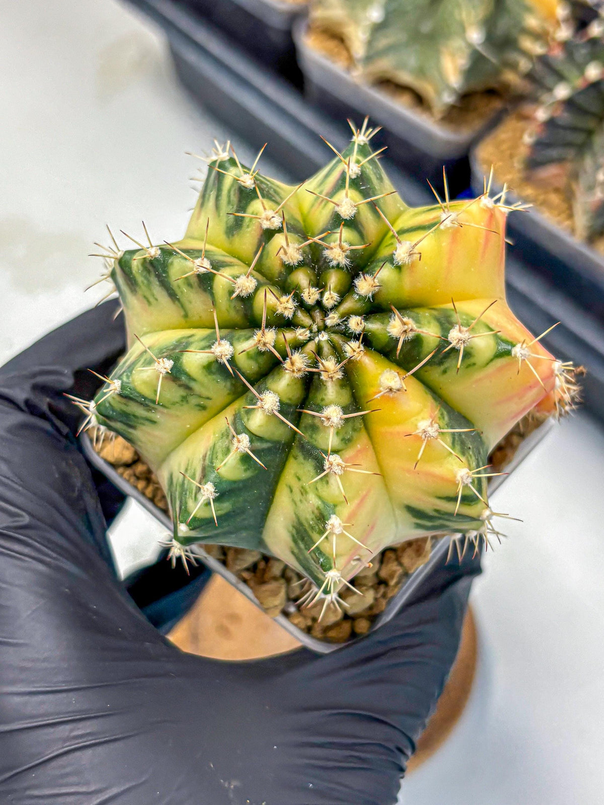 Gymnocalycium Mihanovichii (gy15) (2) | rare cactus Plants