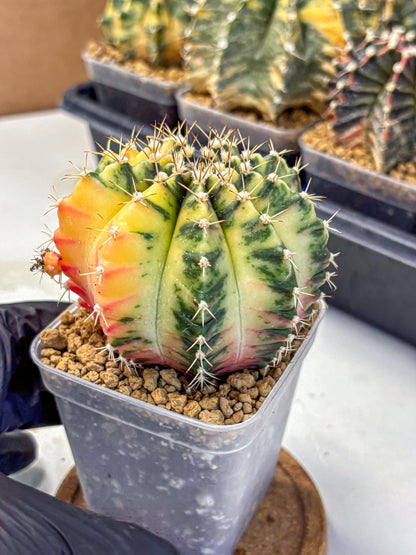 Gymnocalycium Mihanovichii (gy15) (2) | rare cactus Plants