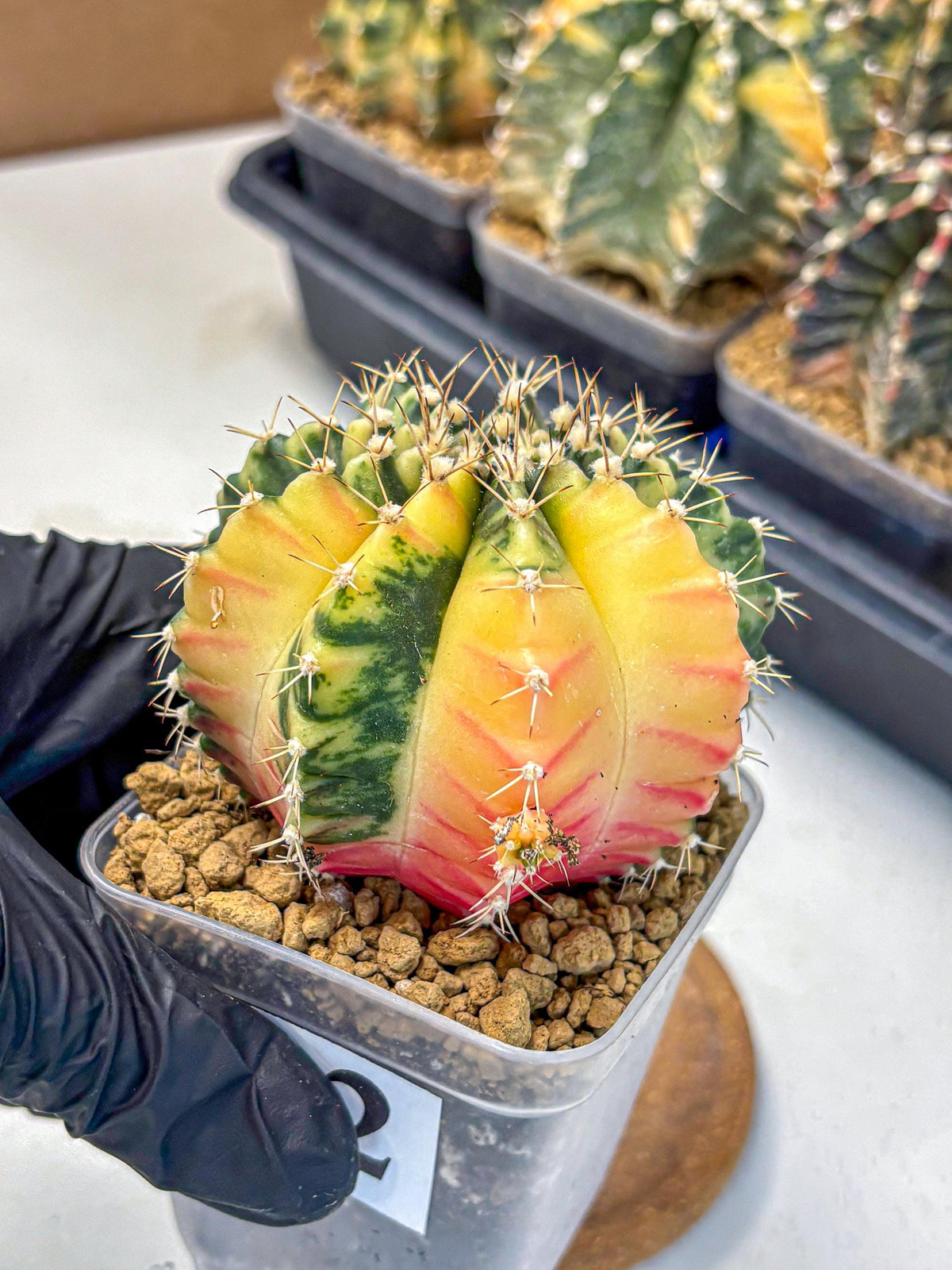 Gymnocalycium Mihanovichii (gy15) (2) | rare cactus Plants