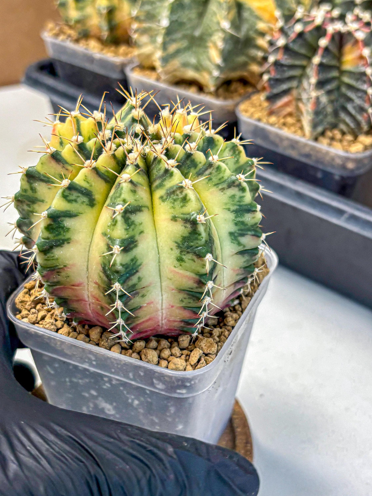 Gymnocalycium Mihanovichii (gy15) (2) | rare cactus Plants