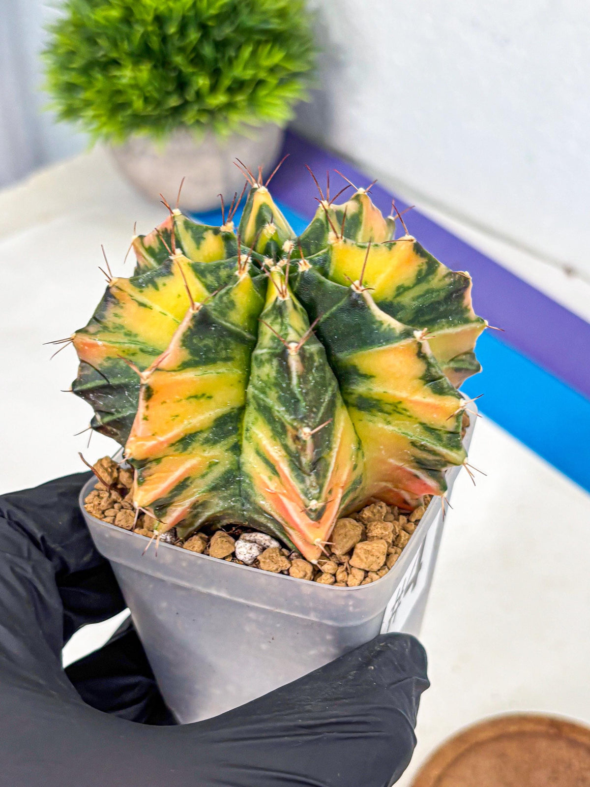 Gymnocalycium Mihanovichii (gy15) (4) | rare cactus Plants