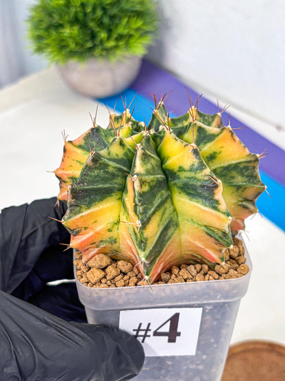 Gymnocalycium Mihanovichii (gy15) (4) | rare cactus Plants