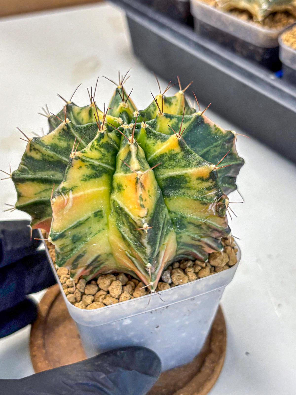 Gymnocalycium Mihanovichii (gy15) (4) | rare cactus Plants
