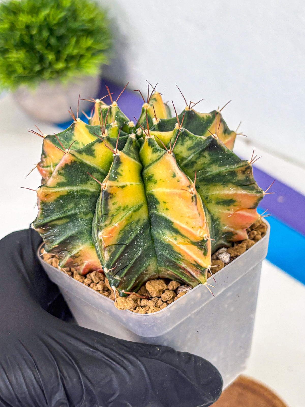Gymnocalycium Mihanovichii (gy15) (4) | rare cactus Plants