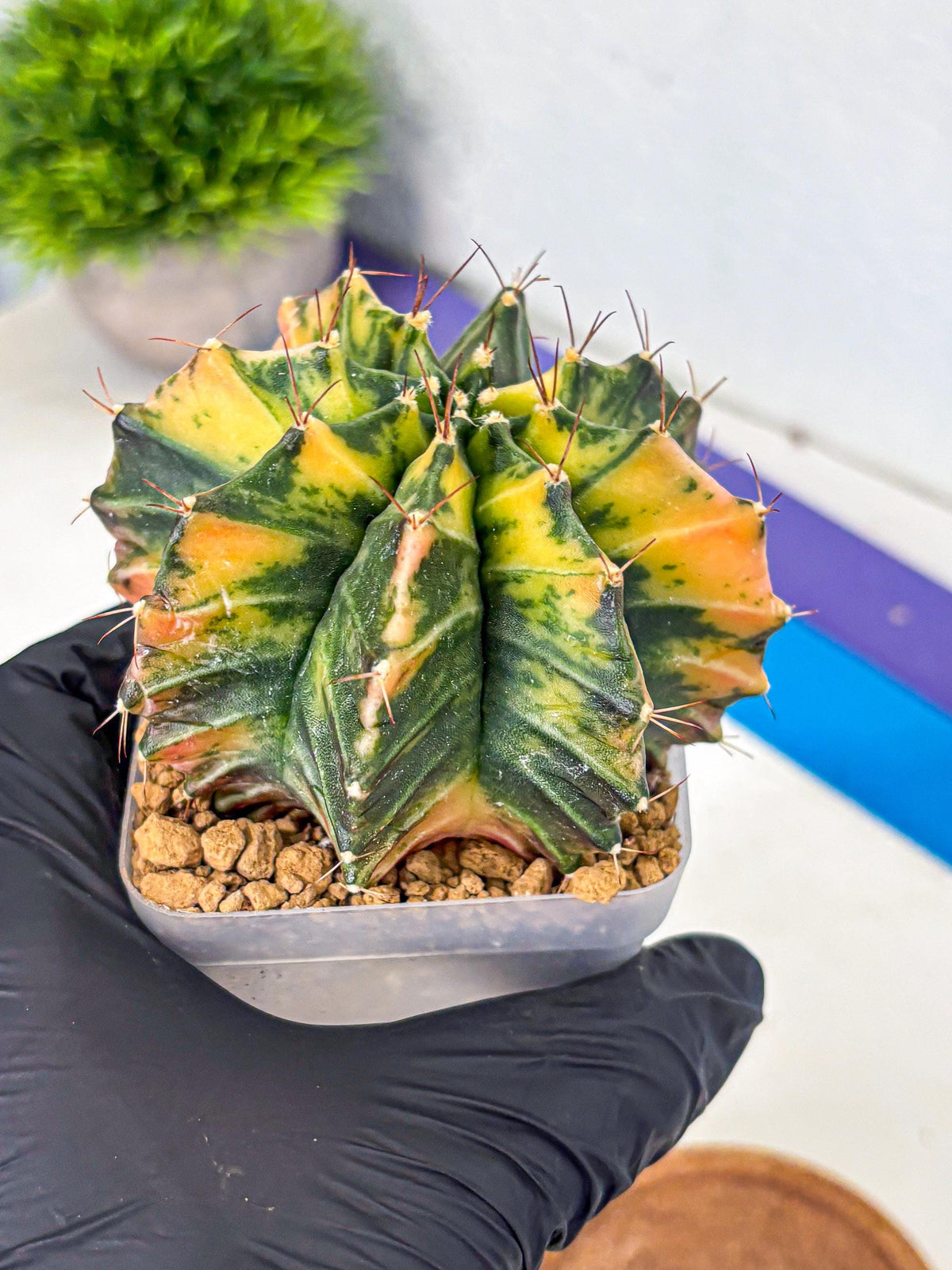 Gymnocalycium Mihanovichii (gy15) (4) | rare cactus Plants