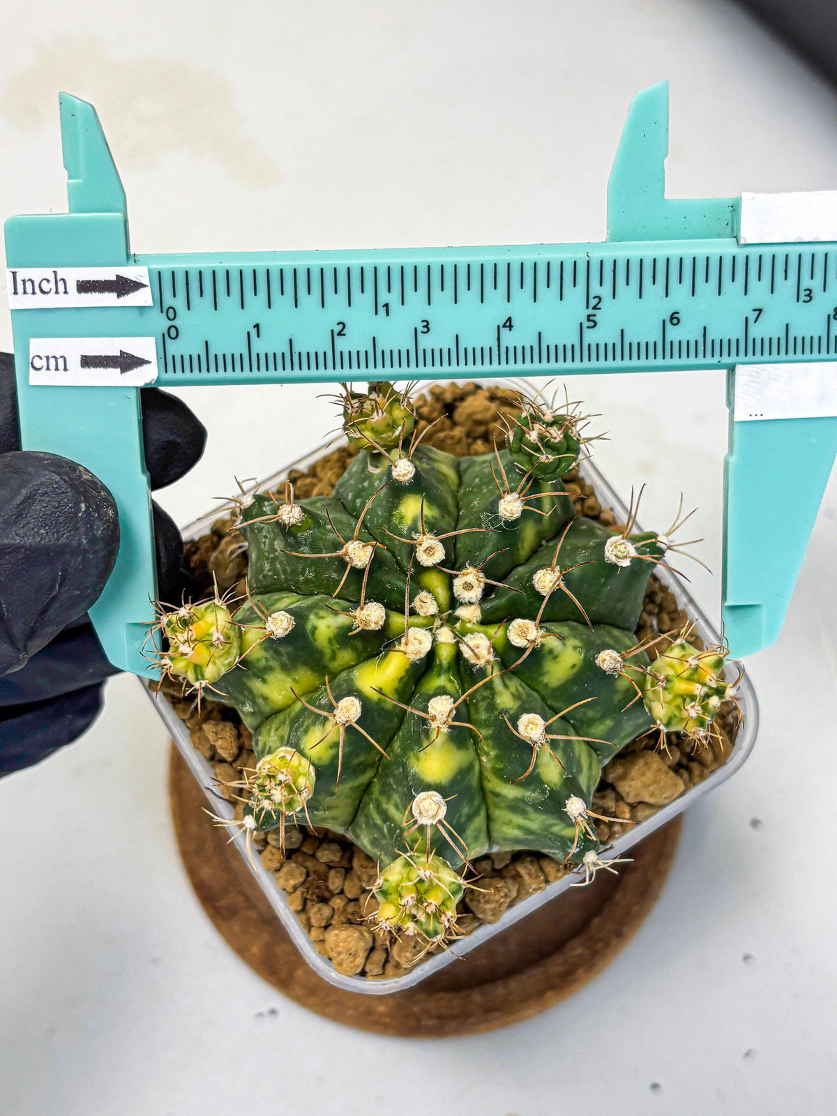 Gymnocalycium Mihanovichii (gy15) (5) | rare cactus