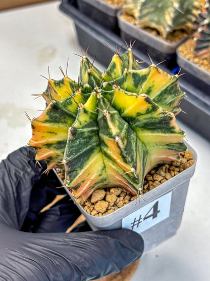Gymnocalycium Mihanovichii (gy15) (4) | rare cactus Plants