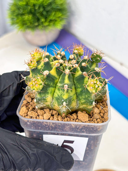Gymnocalycium Mihanovichii (gy15) (5) | rare cactus