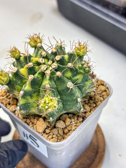 Gymnocalycium Mihanovichii (gy15) (5) | rare cactus