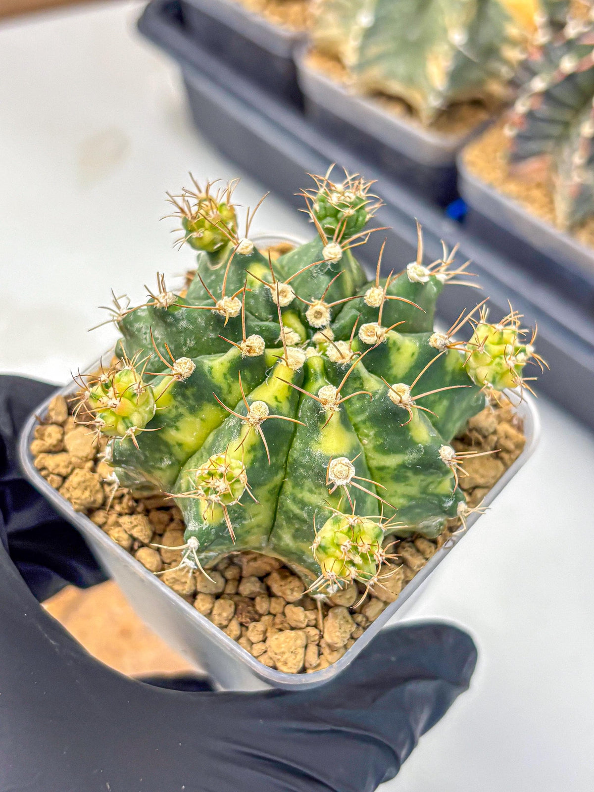 Gymnocalycium Mihanovichii (gy15) (5) | rare cactus