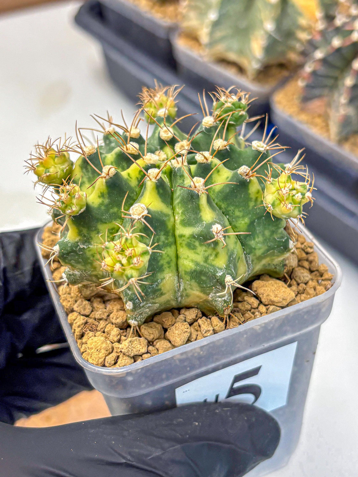 Gymnocalycium Mihanovichii (gy15) (5) | rare cactus