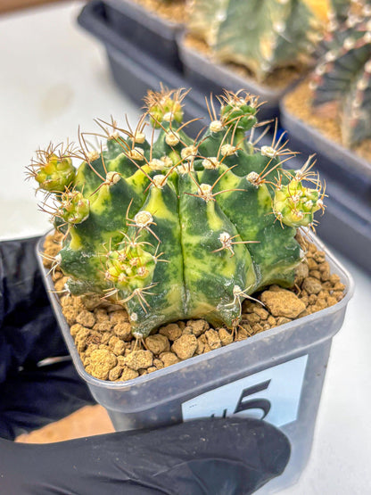 Gymnocalycium Mihanovichii (gy15) (5) | rare cactus